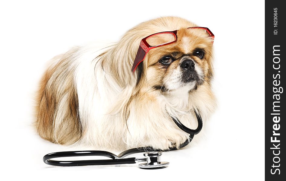 Pekingese dog with a doctor's stethoscope and red reading glasses on a white background with space for text
