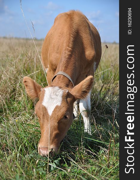 The calf on a summer pasture in a rural landscape under clouds. The calf on a summer pasture in a rural landscape under clouds