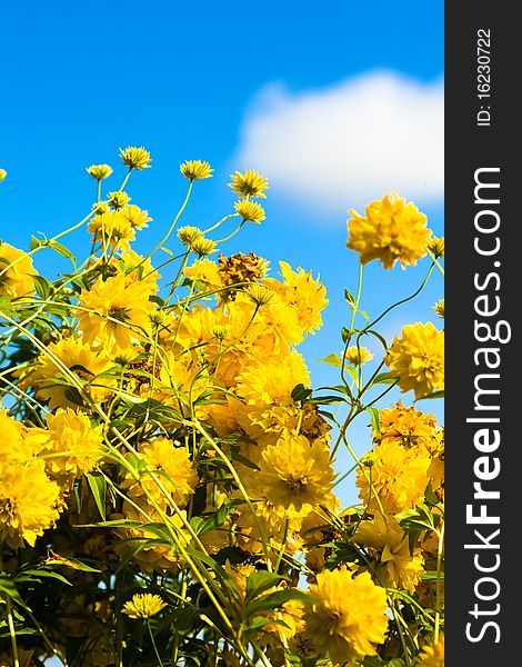Yellow flowers against the blue sky and a cloud