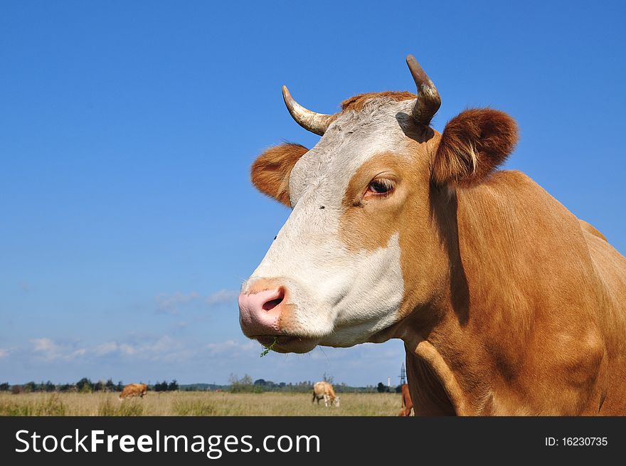 A head of a cow close up in a summer rural landscape. A head of a cow close up in a summer rural landscape.