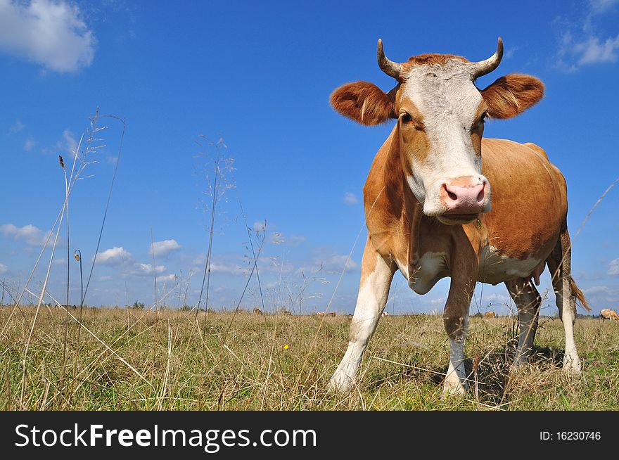 A cow on a summer pasture in a rural landscape under clouds.