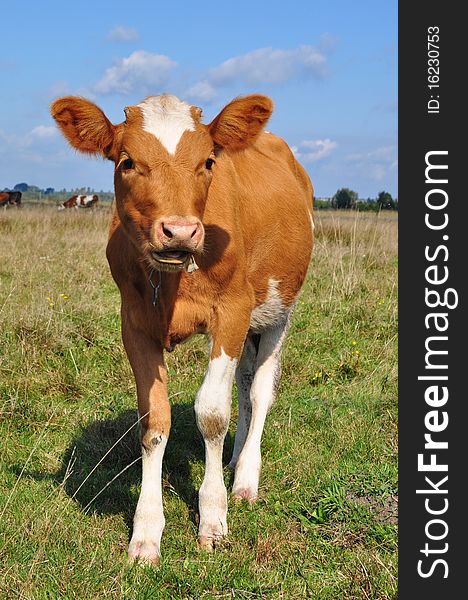 The calf on a summer pasture in a rural landscape under clouds. The calf on a summer pasture in a rural landscape under clouds