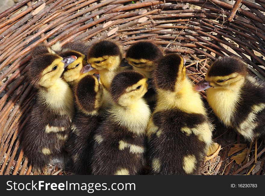 Small ducklings in a basket from a rod close up. Small ducklings in a basket from a rod close up.
