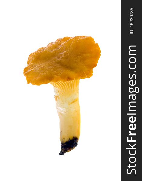 Yellow chanterelle (mushroom), photographed on a white background. Yellow chanterelle (mushroom), photographed on a white background