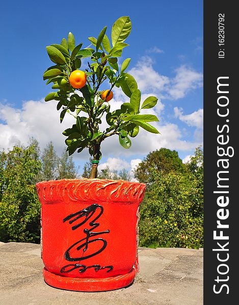 A dwarfish tree a tangerine with fruits in a ceramic pot against the sky. A dwarfish tree a tangerine with fruits in a ceramic pot against the sky.