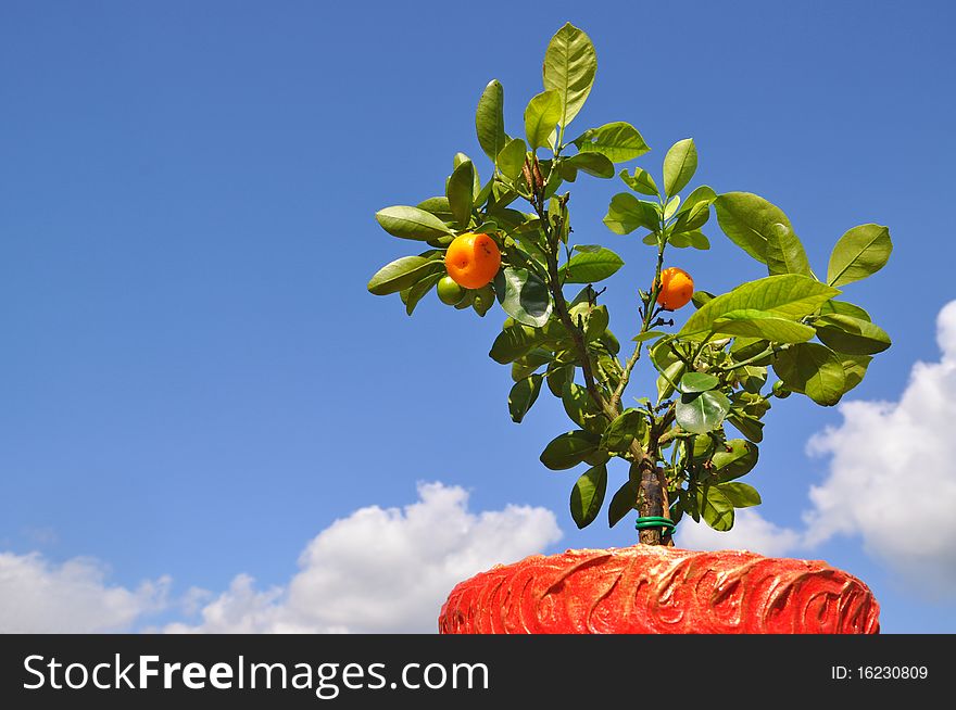 A dwarfish tree a tangerine with fruits in a ceramic pot against the sky. A dwarfish tree a tangerine with fruits in a ceramic pot against the sky.