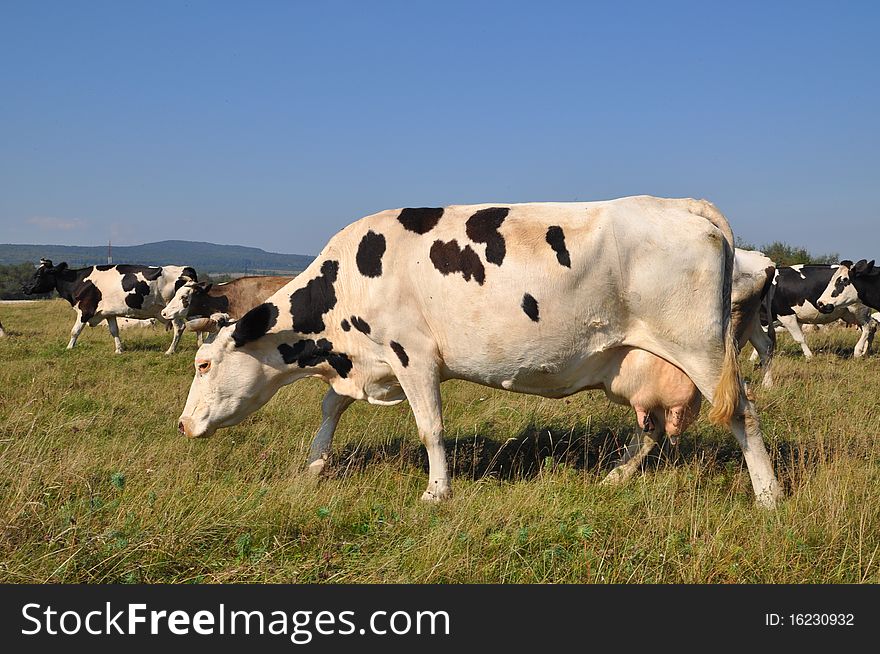 Cows On A Summer Pasture.