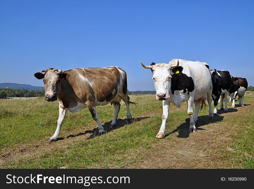 Cows On A Summer Pasture.