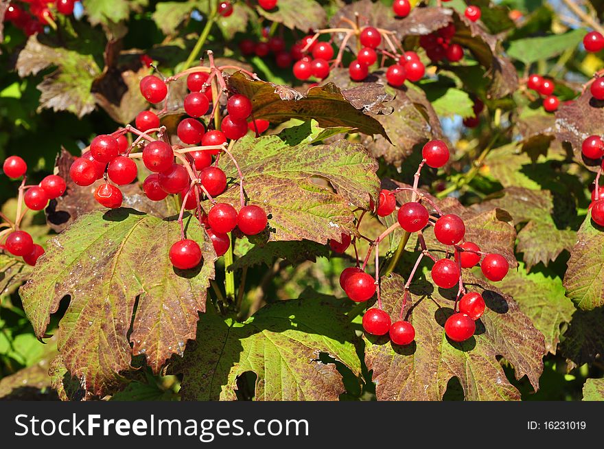 Branches of a guelder-rose with red berries on a background photo close up. Branches of a guelder-rose with red berries on a background photo close up.
