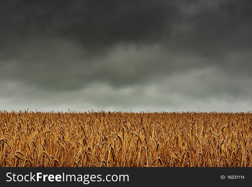 A corn field. In the background dark, overcast sky