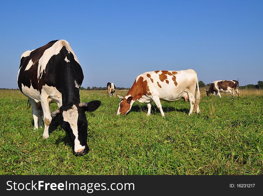Cows on a summer pasture in a rural landscape under the dark blue sky. Cows on a summer pasture in a rural landscape under the dark blue sky.