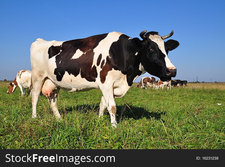 Cow on a summer pasture in a rural landscape under the dark blue sky. Cow on a summer pasture in a rural landscape under the dark blue sky.