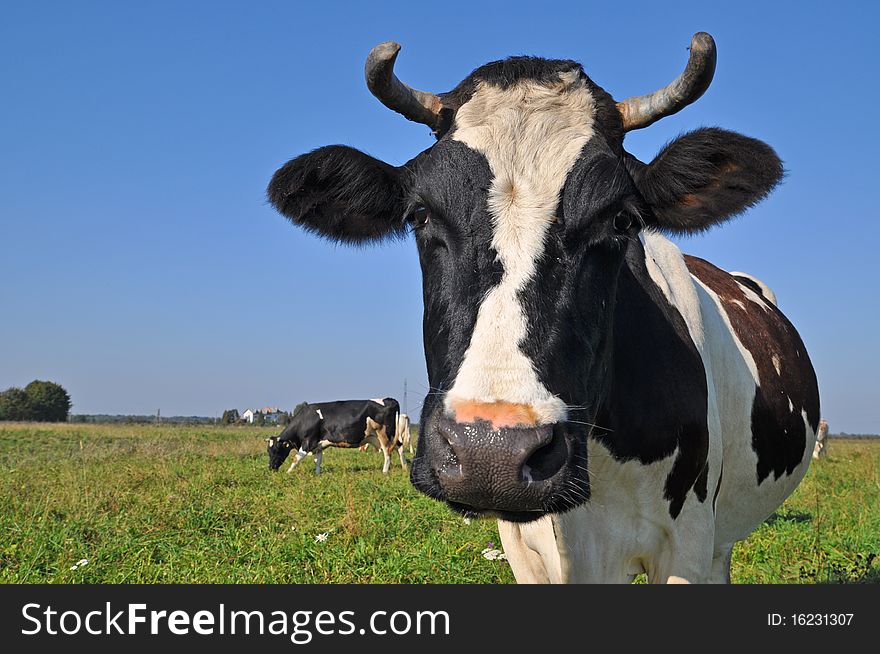 Cow on a summer pasture in a rural landscape under the dark blue sky. Cow on a summer pasture in a rural landscape under the dark blue sky.