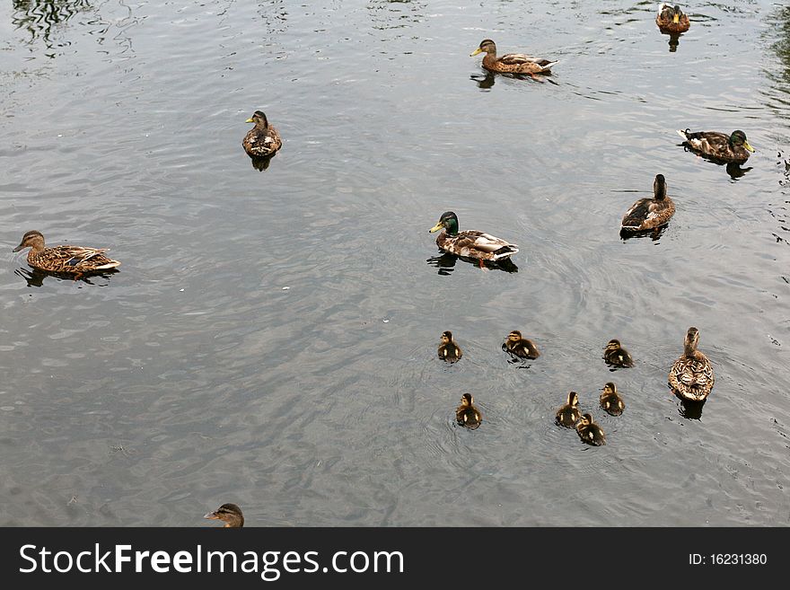 Ducks in a pond in summer