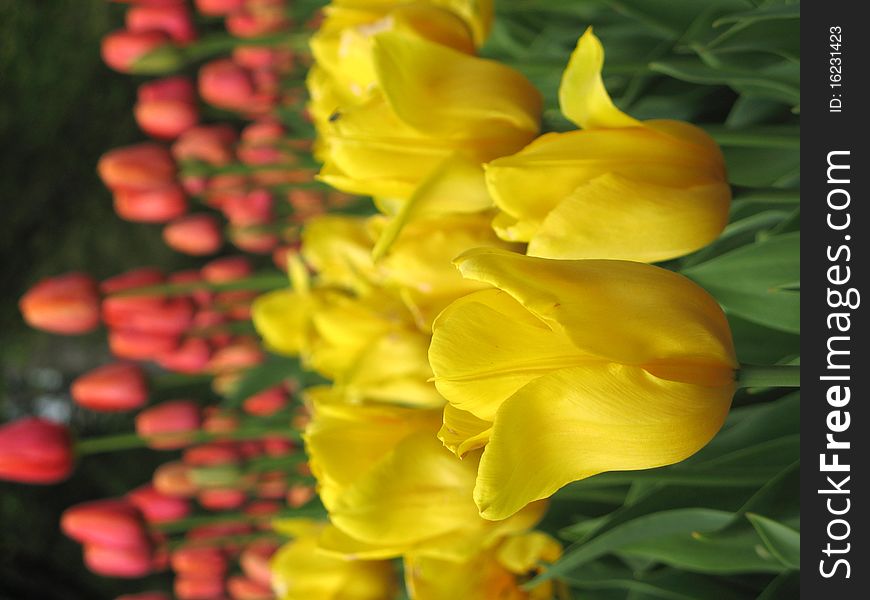 Tulips in a spring garden