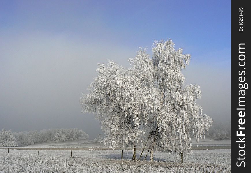 Frosted tree in winter landscape