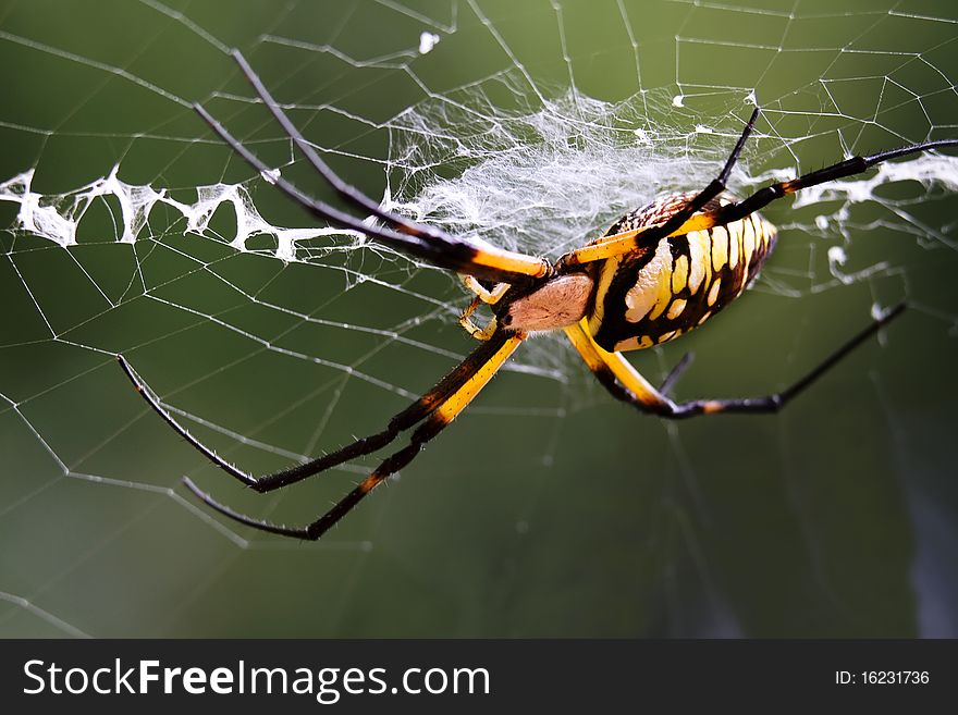 Corn Spider (writing spider) in the path of its specific web. Corn Spider (writing spider) in the path of its specific web