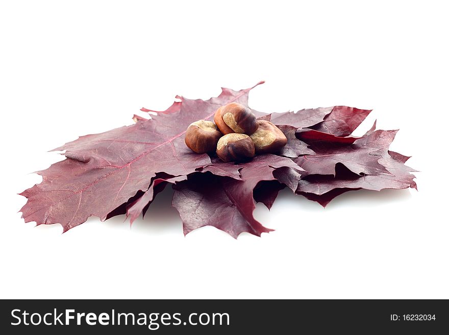 Red leaves with conker on white background isolated. Red leaves with conker on white background isolated