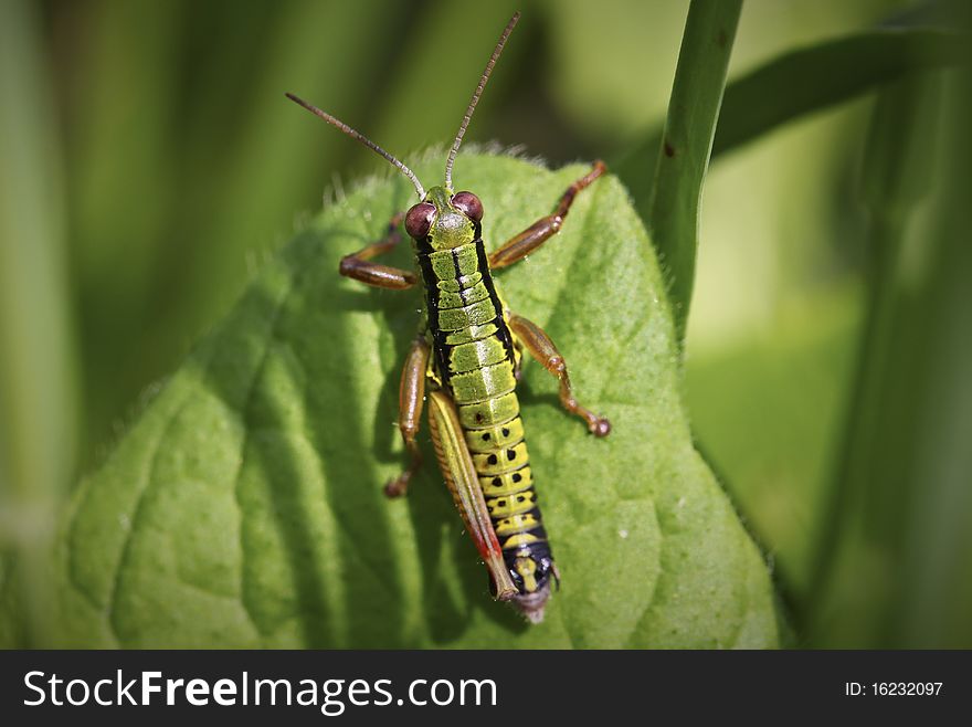 Grasshopper with one leg sitting on a leaf. Grasshopper with one leg sitting on a leaf