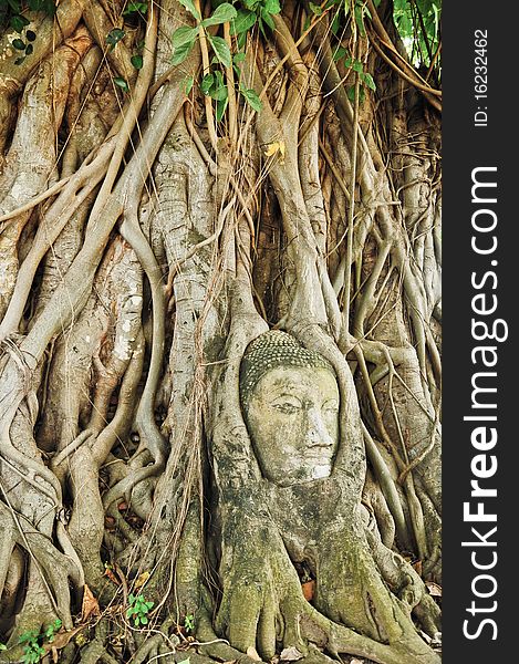 The head of the sandstone buddha image in roots of bodhi tree, Ayutthaya,Thailand