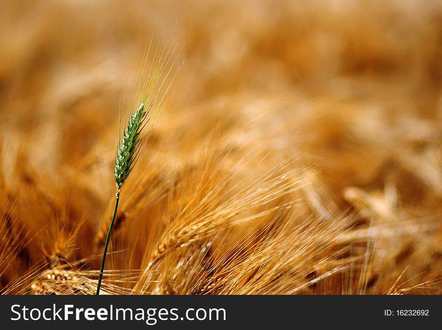 One green ear of grain isolated between yellow grains. One green ear of grain isolated between yellow grains