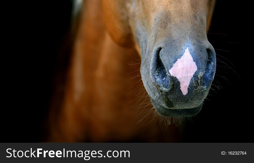 Horse palomino nose on black bacground. Horse palomino nose on black bacground