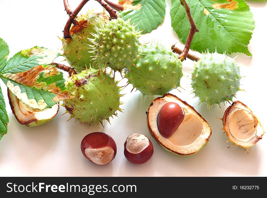 Green and brown chestnuts on a white background