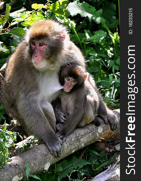 Macaque monkeys, Mother with Baby