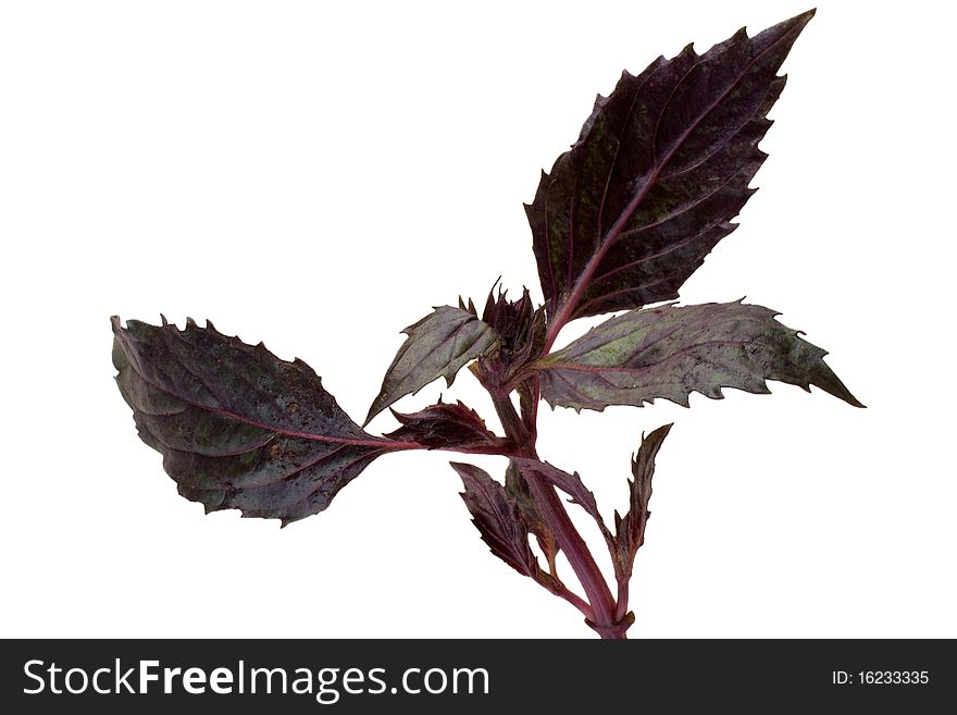 A branch of basil. Close-up. Isolated on a white background.