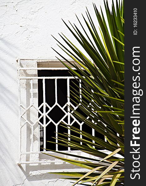 Window with a white lattice and a palm tree