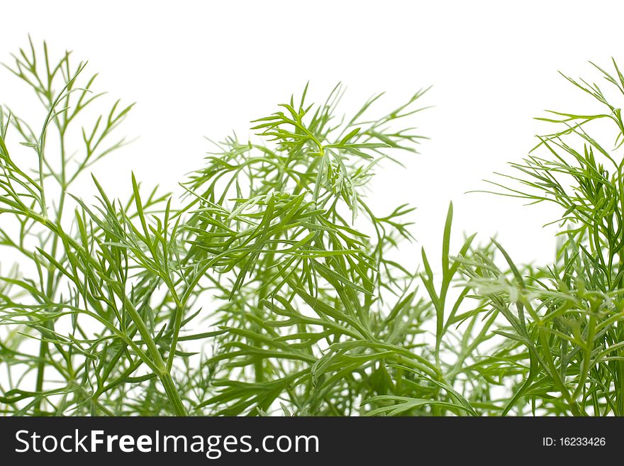 Dill. Create the background. Accommodation varied. Isolated on white background.