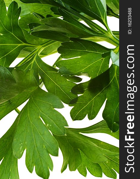 Parsley leaves. Create the background. Accommodation varied. Isolated on white background. Parsley leaves. Create the background. Accommodation varied. Isolated on white background.
