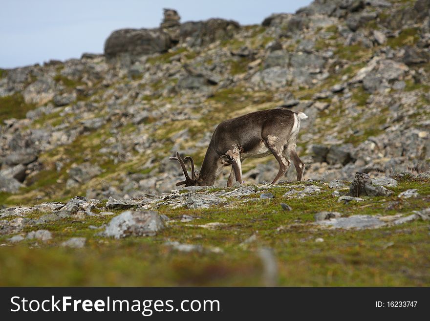 Reindeer in the North of Norway, at Nordkapp. Reindeer in the North of Norway, at Nordkapp