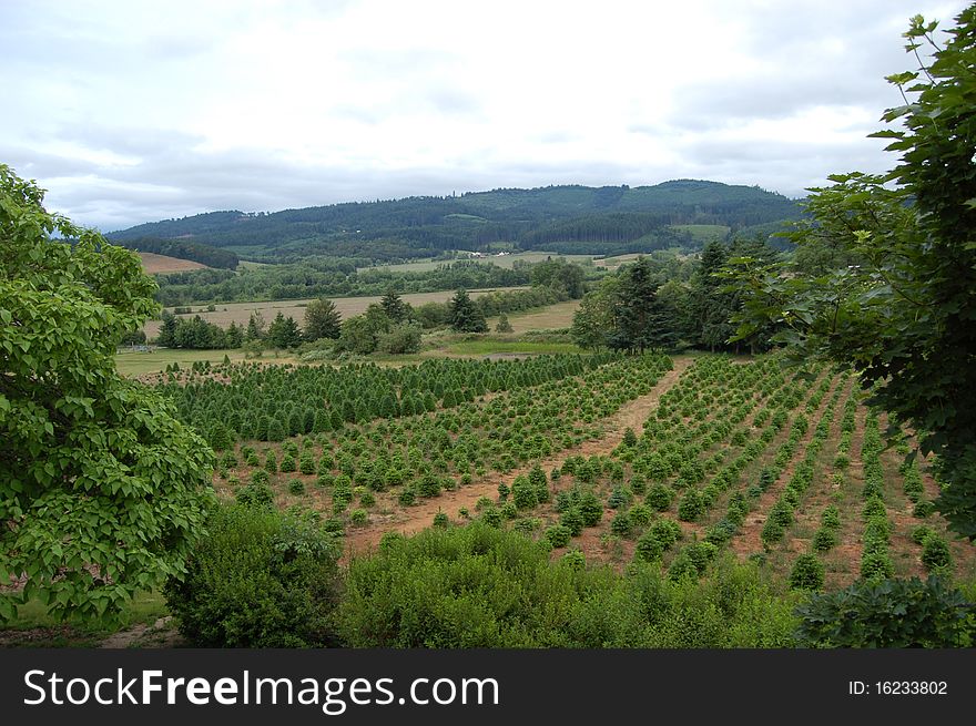 A farm of Christmas trees on an overcast day. A farm of Christmas trees on an overcast day