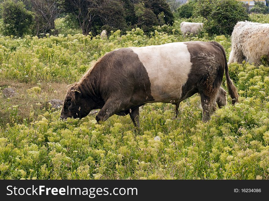 Bull grazing on a field on Helgoland Island out in The North Sea, Germany. Bull grazing on a field on Helgoland Island out in The North Sea, Germany.