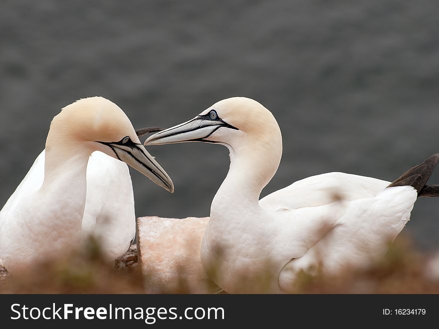 Couple of Gannets on a sandstone cliff at Helgoland island in the North Sea, Germany. Couple of Gannets on a sandstone cliff at Helgoland island in the North Sea, Germany.
