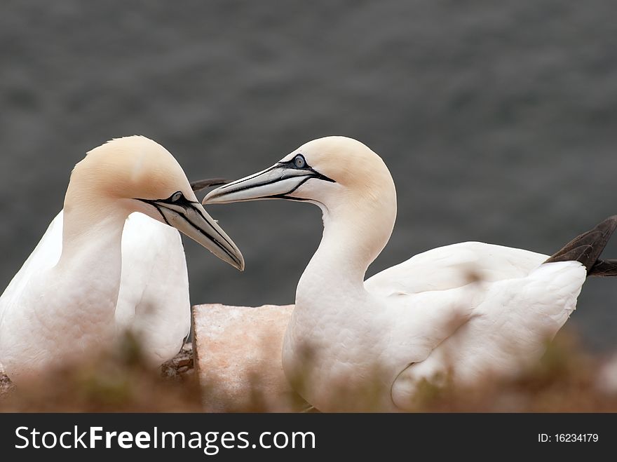 Gannet Couple