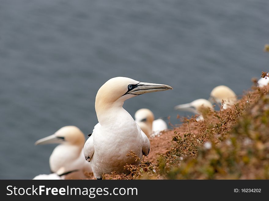 Gannet looking from nest on a sandstone cliff at Helgoland island in the North Sea, Germany. Gannet looking from nest on a sandstone cliff at Helgoland island in the North Sea, Germany.