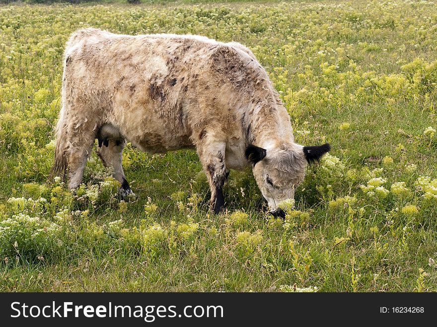 One cow grazing on Helgoland Island out in The North Sea, Germany.