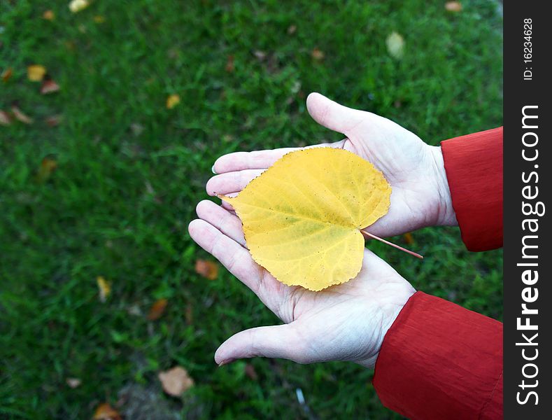 The fallen down yellow sheet of a poplar lies on palms of the woman. The fallen down yellow sheet of a poplar lies on palms of the woman