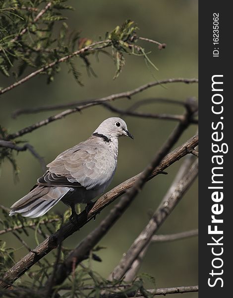 The Eurasian collared dove (Streptopelia decaocto) is sitting on the branch.