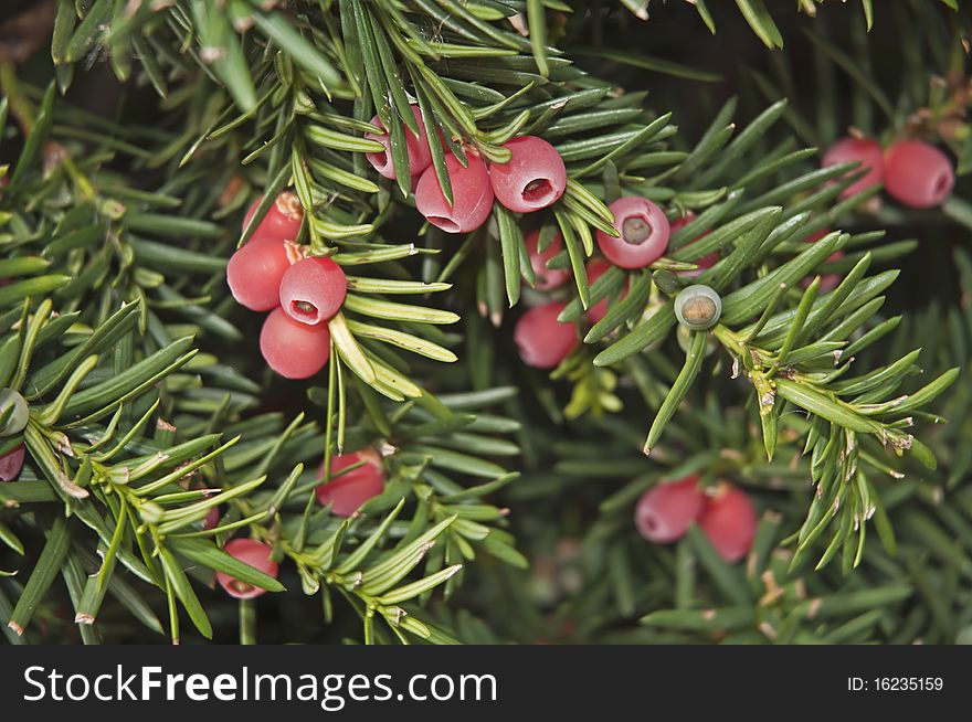 Fall Berries