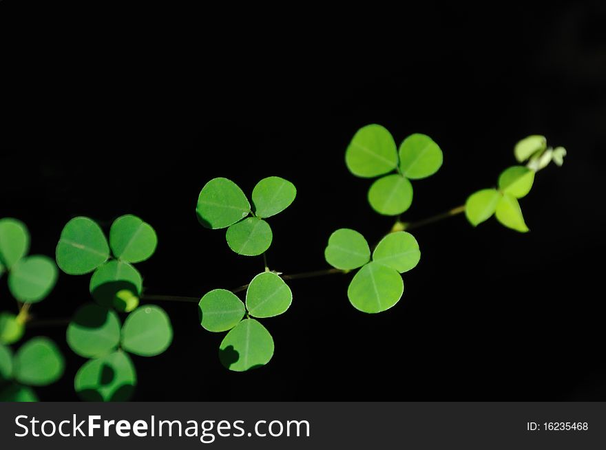 Three leaf clover plant. people belive it brings luck.