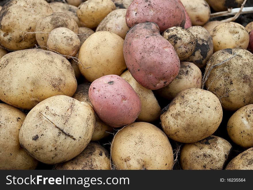 New potatoes for background or food