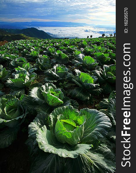 Beautiful viewpoint of Cabbage plantation and mountain