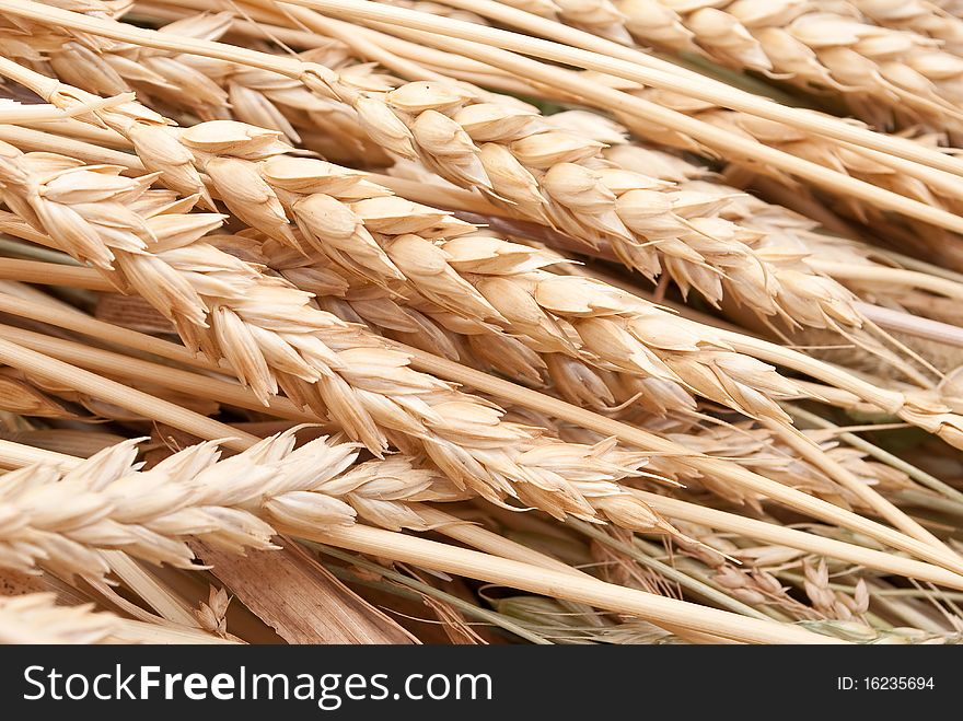 Wheat Ears