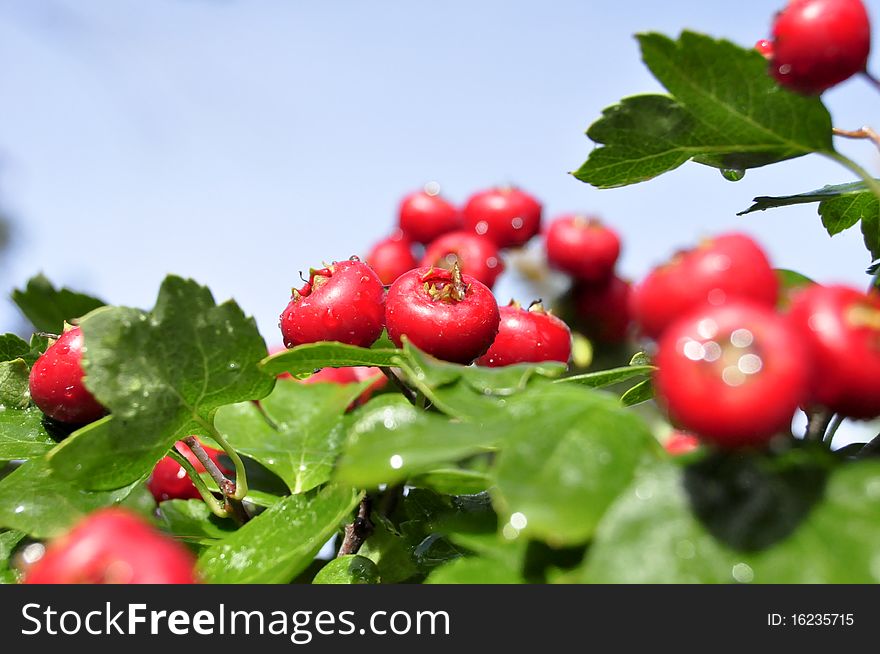 Hawthorn berries on a tree