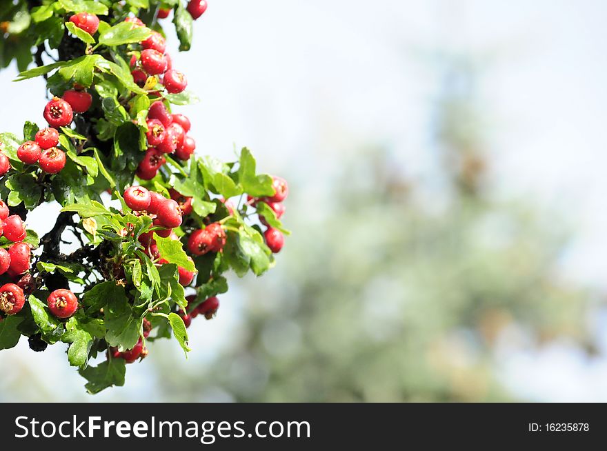 Hawthorn berries on a tree