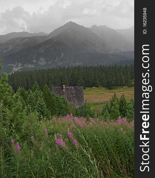 Mountain pasture in Polish mountains Tatry