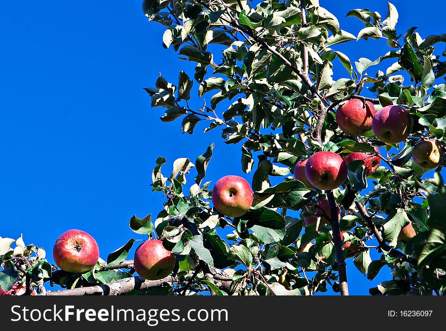 Ripe red apples on blue sky background. Ripe red apples on blue sky background